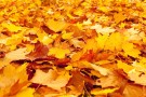 herbstlaub_publicdomainpictures_pixabay.jpg